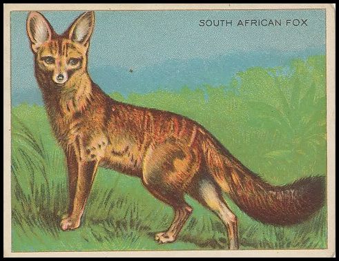 68 South African Fox